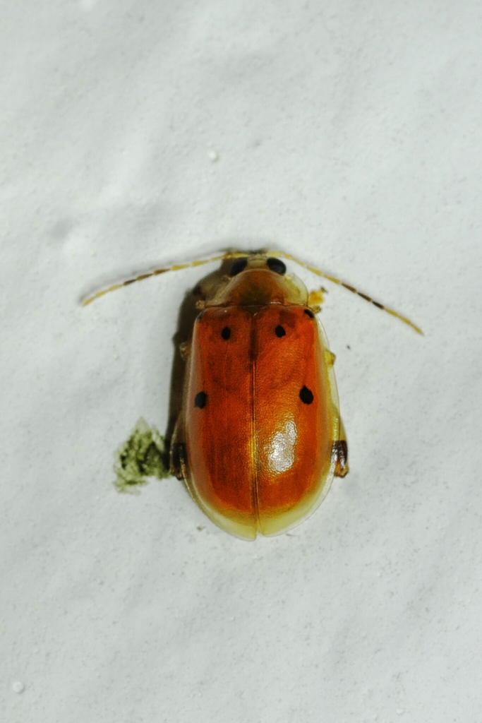 Walterianella sexpunctulata