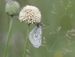 Aporia delavayi
