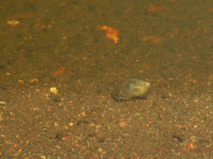 Amphipepleinae