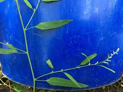 Chenopodium standleyanum