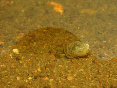 Amphipepleinae
