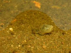 Amphipepleinae