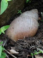 Megalobulimus oblongus