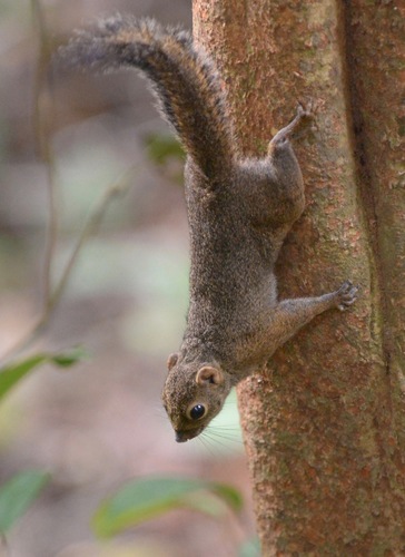 Lowland Slender Squirrel