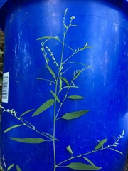 Chenopodium standleyanum