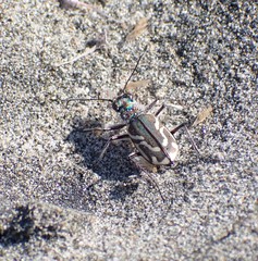 Cicindela bellissima