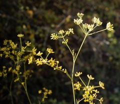 Bupleurum falcatum