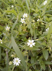 Stellaria aquatica