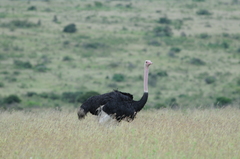Struthio camelus massaicus