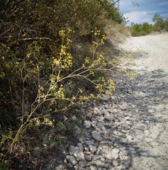 Bupleurum falcatum