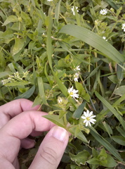 Stellaria aquatica