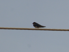 Hirundo aethiopica