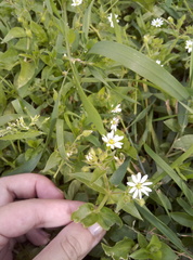 Stellaria aquatica