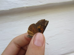 Poanes viator