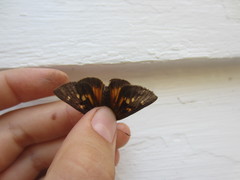 Poanes viator