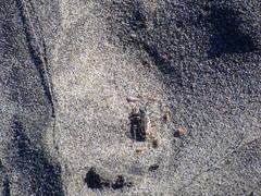 Cicindela bellissima