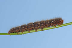 Lasiocampa quercus