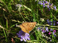 Argynnis vorax