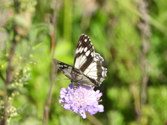 Melanargia epimede