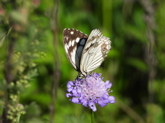 Melanargia epimede
