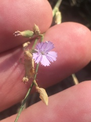Dianthus humilis