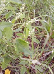 Chenopodium album