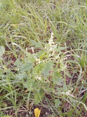 Chenopodium album