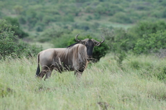 Connochaetes taurinus albojubatus