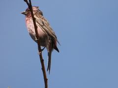 Carpodacus davidianus