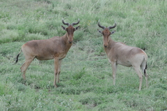 Alcelaphus buselaphus cokii