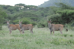 Tragelaphus oryx pattersonianus