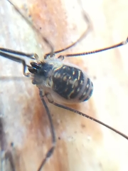 Mitostoma chrysomelas