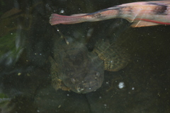 Oxyeleotris marmorata