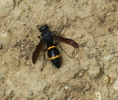 Orancistrocerus drewseni