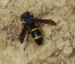 Orancistrocerus drewseni