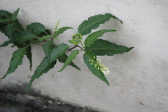 Rivina humilis