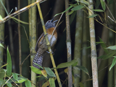 Pheugopedius rutilus