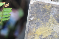 Menemerus bivittatus