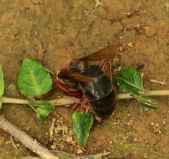 Vespa dybowskii