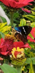 Astraptes