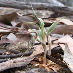 Pterostylis despectans