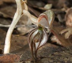 Pterostylis despectans