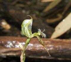 Pterostylis setifera
