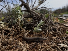 Cyclodomorphus venustus