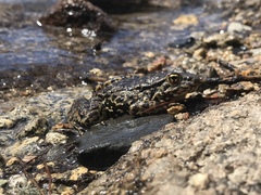 Rana sierrae