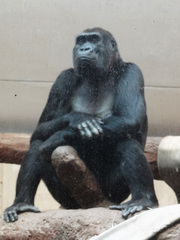Gorilla gorilla