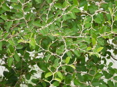 Ziziphus mauritiana