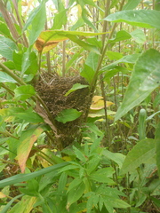 Spiza americana