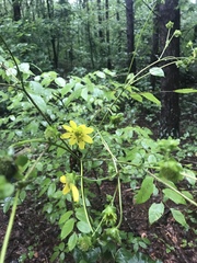 Silphium compositum