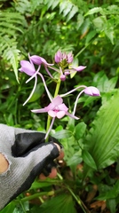 Calanthe masuca